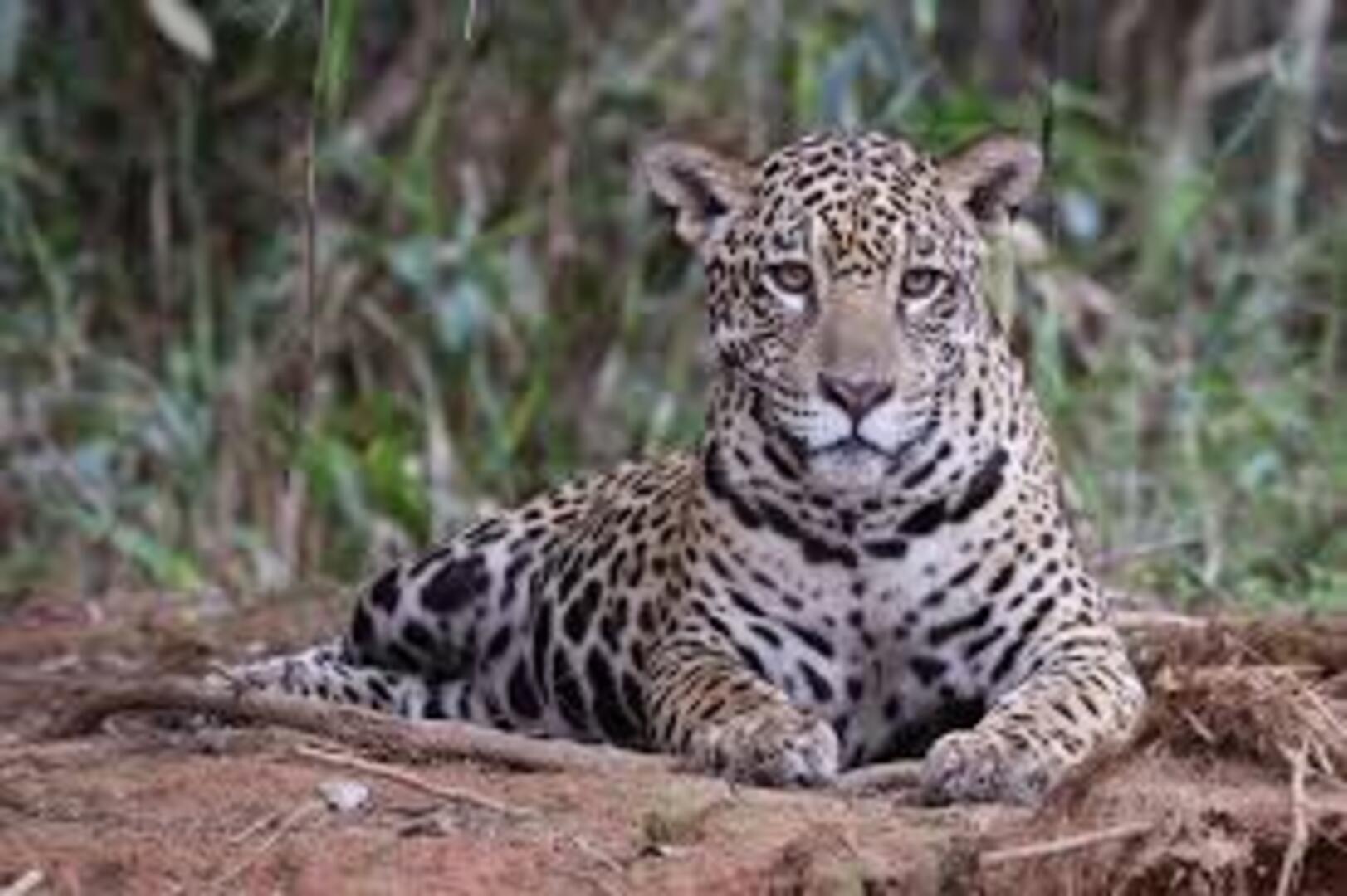 Sierra Madre Wildlife